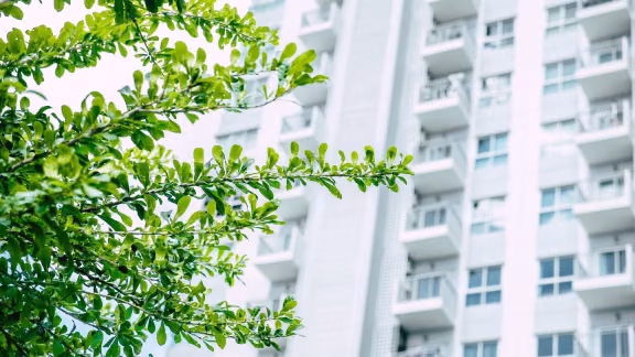 White building and trees